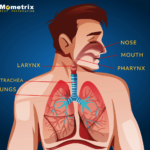 Respiratory System Kids Health