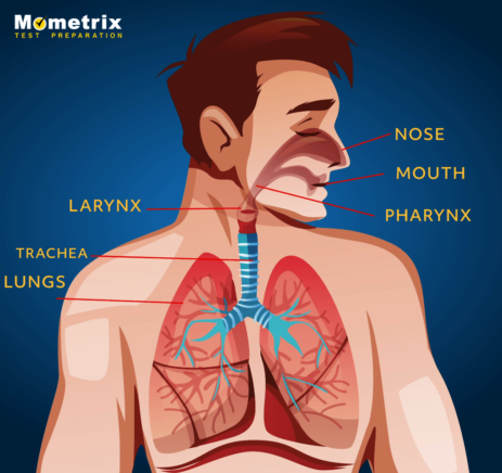 Respiratory System Kids Health